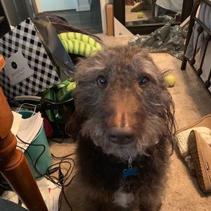 Meet your Posher, Robin